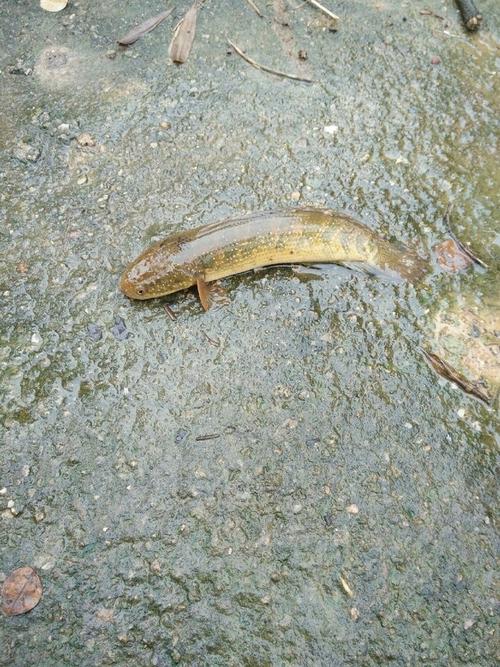 什么鱼是生活在水沟里的(1)