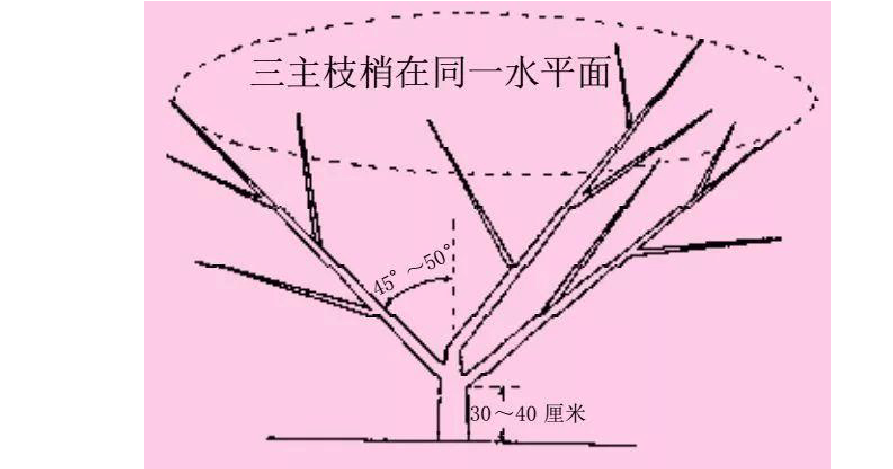 4到5年核桃树怎么修剪(1)