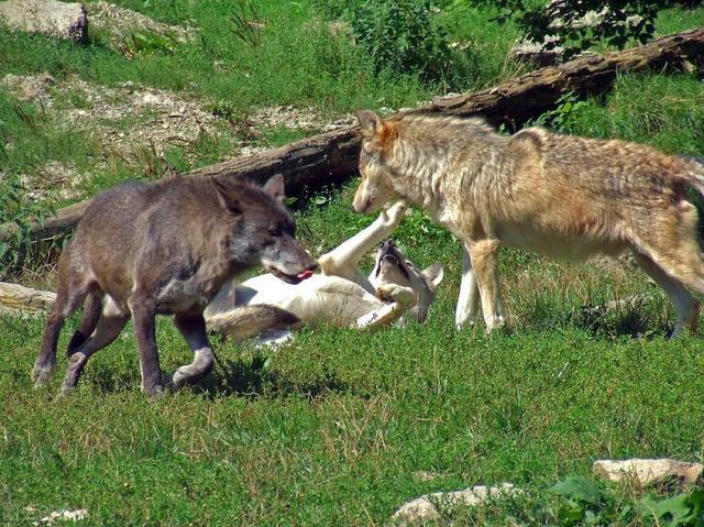 狼群捕羊是属于动物的什么行为(1)