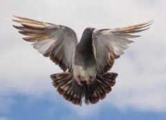 世界公认顶级信鸽（创纪录的125万欧元（约952万人民币）成交）