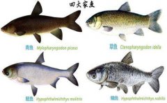 中国四大家鱼是哪四种（鲢鱼性急躁，善跳跃）