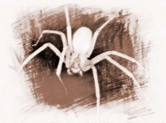 世界上十大最毒蜘蛛排名（它的毒液也会导致异常勃起和永久性阳痿）