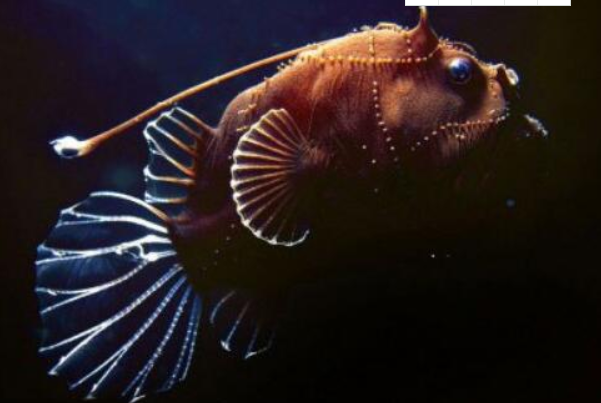 鱼类发光的原因（荧光素释放出光子就让鱼类发光）(3)