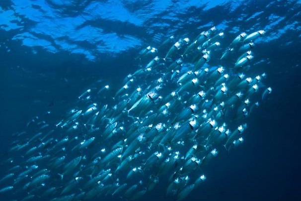 鱼类发光的原因（荧光素释放出光子就让鱼类发光）(2)