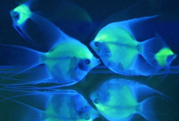 鱼类发光的原因（荧光素释放出光子就让鱼类发光）(1)