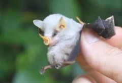 世界上最稀有的蝙蝠（只有3-4厘米重量也仅仅只有5g）