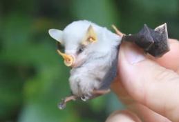 世界上最稀有的蝙蝠（只有3-4厘米重量也仅仅只有5g）(1)