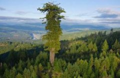 世界上最能长的树杏仁桉树【5年长成10米大树】