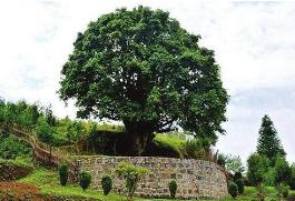 目前树龄最长的野生茶树【古茶树形成的原因】(1)