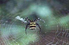 世界上最大的蜘蛛网图片【网上面站着密密麻麻的无数蚊子】
