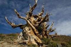 世界上最珍贵最古老的树【树皮被割破之后会流出像人的血液一般的液体】