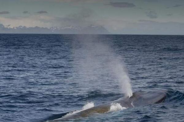 世界上最大的鲸鱼有多少米（长可达33米一般都是181吨左右）(2)