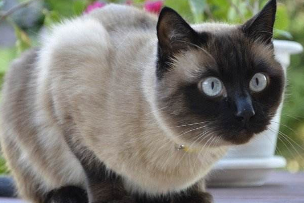 最受欢迎的猫暹罗猫（足不出户的猫中贵族）(3)