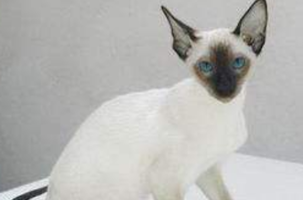 最受欢迎的猫暹罗猫（足不出户的猫中贵族）(1)
