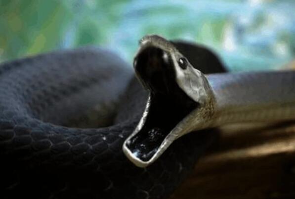 沙漠十大恐怖生物（响尾蛇的毒性很强经常发出可怕的响声）(3)