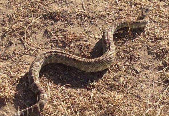 沙漠十大恐怖生物（响尾蛇的毒性很强经常发出可怕的响声）(5)