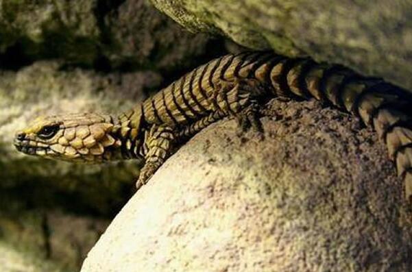沙漠十大恐怖生物（响尾蛇的毒性很强经常发出可怕的响声）(8)