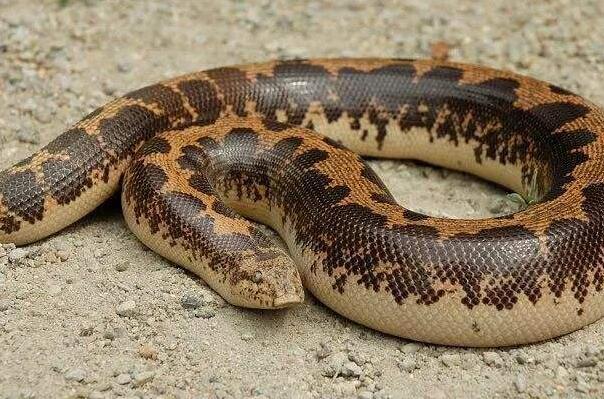 沙漠十大恐怖生物（响尾蛇的毒性很强经常发出可怕的响声）(10)