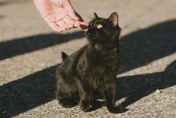 黑猫为什么会代表不祥（黑猫有什么不吉利的）(1)