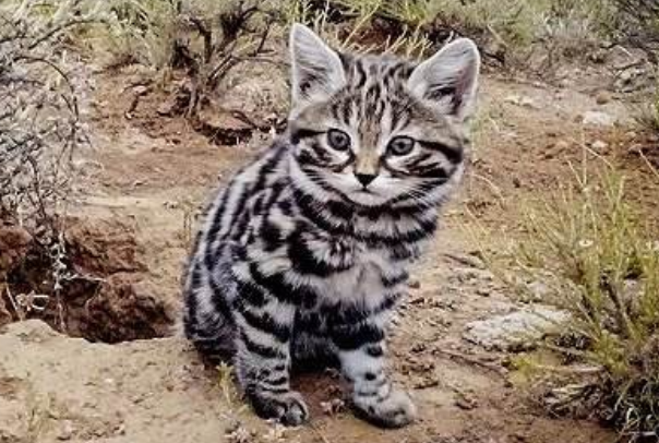 世界上最小体型的猫科动物（黑足猫不仅杀伤力大还可爱）(4)