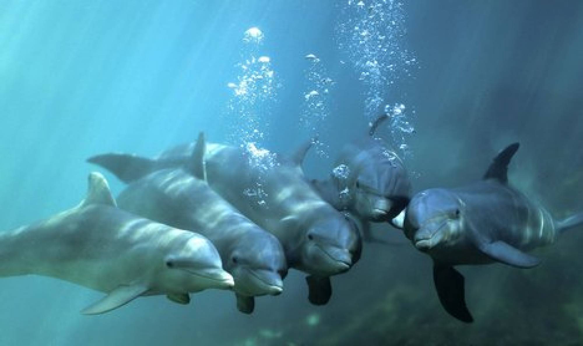 海豚是鱼类还是哺乳类（海豚作为哺乳动物为什么离不开水）(8)