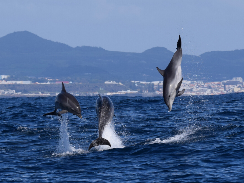 海豚是鱼类还是哺乳类（海豚作为哺乳动物为什么离不开水）(3)