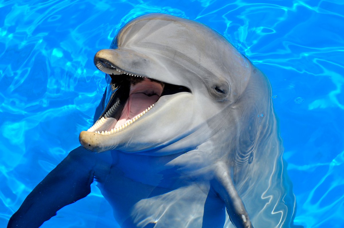 海豚是鱼类还是哺乳类（海豚作为哺乳动物为什么离不开水）(2)