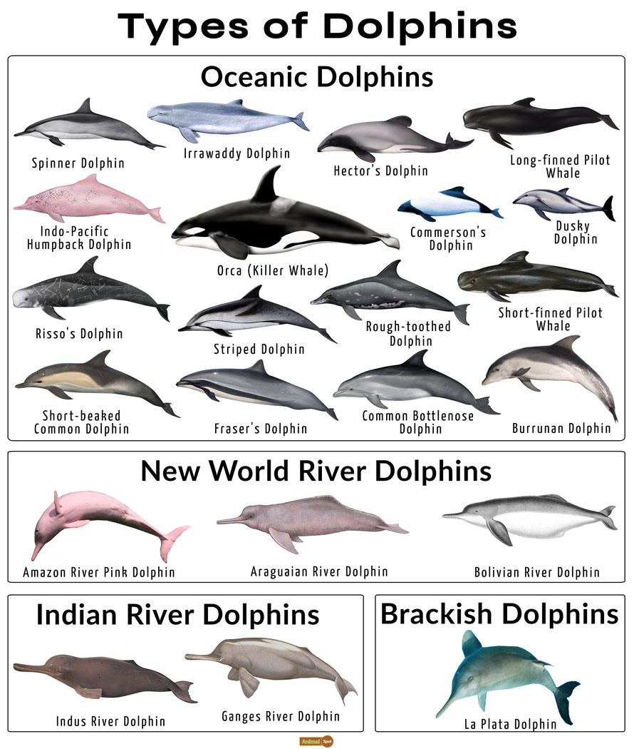 海豚是鱼类还是哺乳类（海豚作为哺乳动物为什么离不开水）(1)