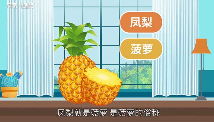 凤梨是菠萝吗/凤梨和菠萝是同一种东西吗(1)