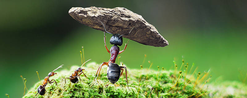 雄蚁的主要工作是什么/雄蚁的职责是什么(1)