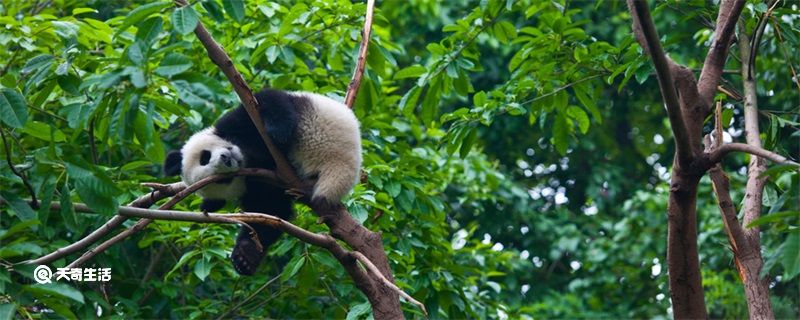 大熊猫除了竹子还喜欢吃什么/大熊猫喜欢吃什么