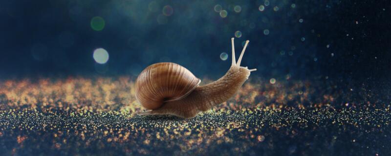 蜗牛白天活动还是晚上活动/蜗牛一般活动多久
