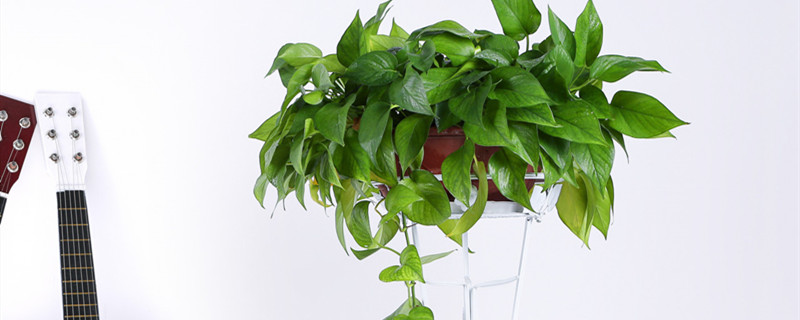 能净化空气的室内植物有哪些/能净化空气的室内植物有什么(1)