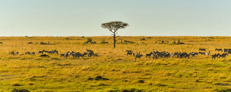 非洲动物大迁徙示意图（东非动物大迁徙是从几月份开始）(1)