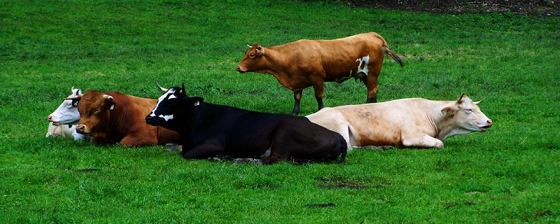 牛黄是牛的哪个部位的/牛黄是牛的什么部位(1)