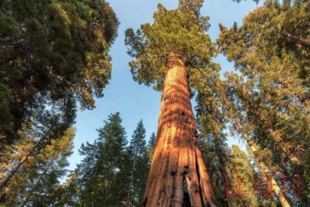 世界上十大最高的树（胸径只有120厘米左右）(2)