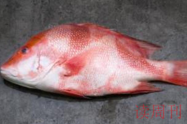 常见大眼鲷鱼海鱼名字及图片（鲷鱼是淡水鱼还是咸水鱼）(2)