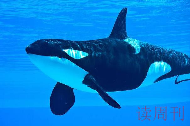 虎鲸可以活多少年寿命长不长（虎鲸在世界上存在了多久）(4)