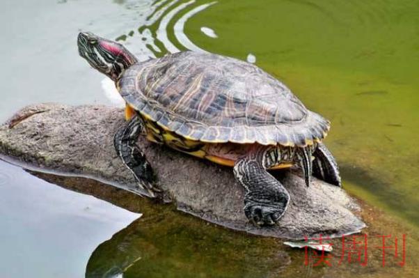 家养巴西龟冬眠需要什么样环境（巴西龟冬眠最好用最简单方法）(1)