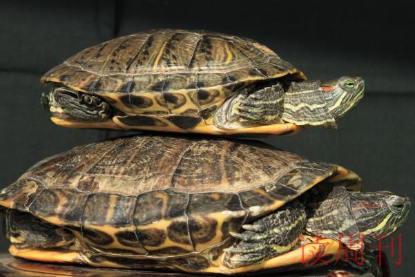 家养巴西龟冬眠需要什么样环境（巴西龟冬眠最好用最简单方法）(4)