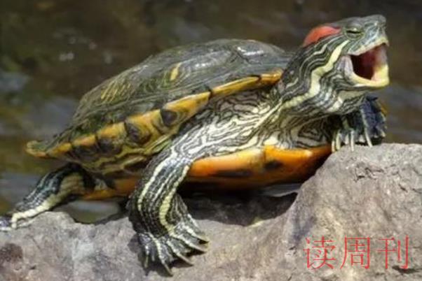 巴西红耳龟为什么不吃东西/不适应环境(或生病导致)