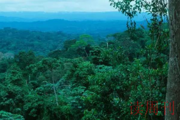 世界三大热带雨林/亚洲雨林群系(美洲雨林群系最大)(3)