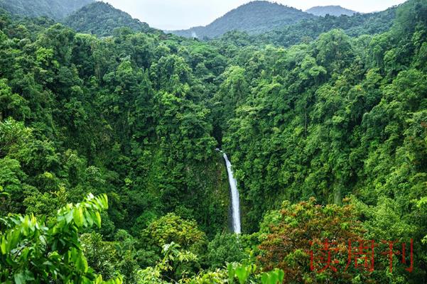 世界三大热带雨林/亚洲雨林群系(美洲雨林群系最大)(4)