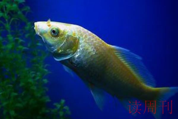 鱼在水下靠什么寻找食物/嗅觉视觉听觉(侧线感知水流)(4)
