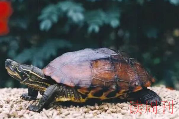 家里养的乌龟有毒吗（十大不建议养的乌龟吗）(3)