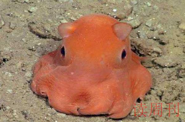 世界上最奇怪的动物(栖息在水身为2816-3932米深的深海海域)