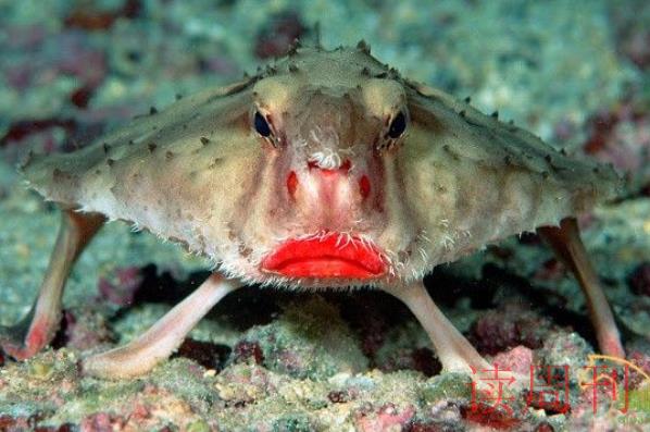 世界上最奇怪的动物(栖息在水身为2816-3932米深的深海海域)(3)