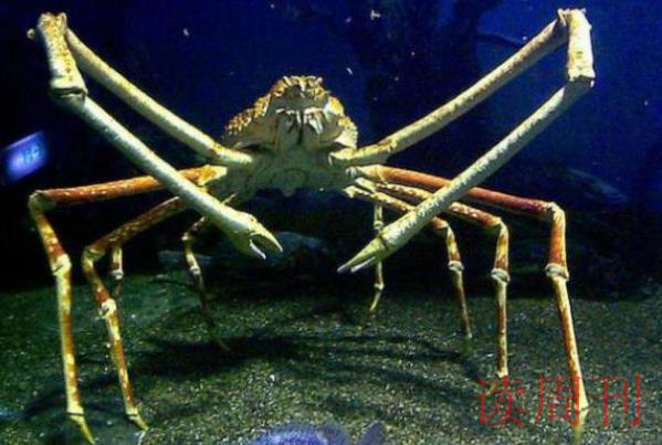 世界上最奇怪的动物(栖息在水身为2816-3932米深的深海海域)(6)
