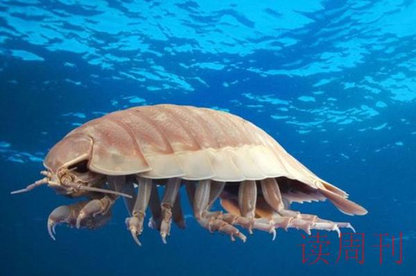 世界上最奇怪的动物(栖息在水身为2816-3932米深的深海海域)(7)