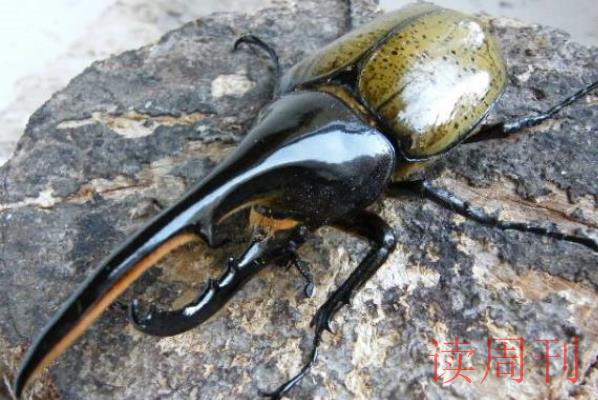 世界上最大的虫子(泰坦甲虫成虫可达16.7厘米，算上触角有21厘米长)